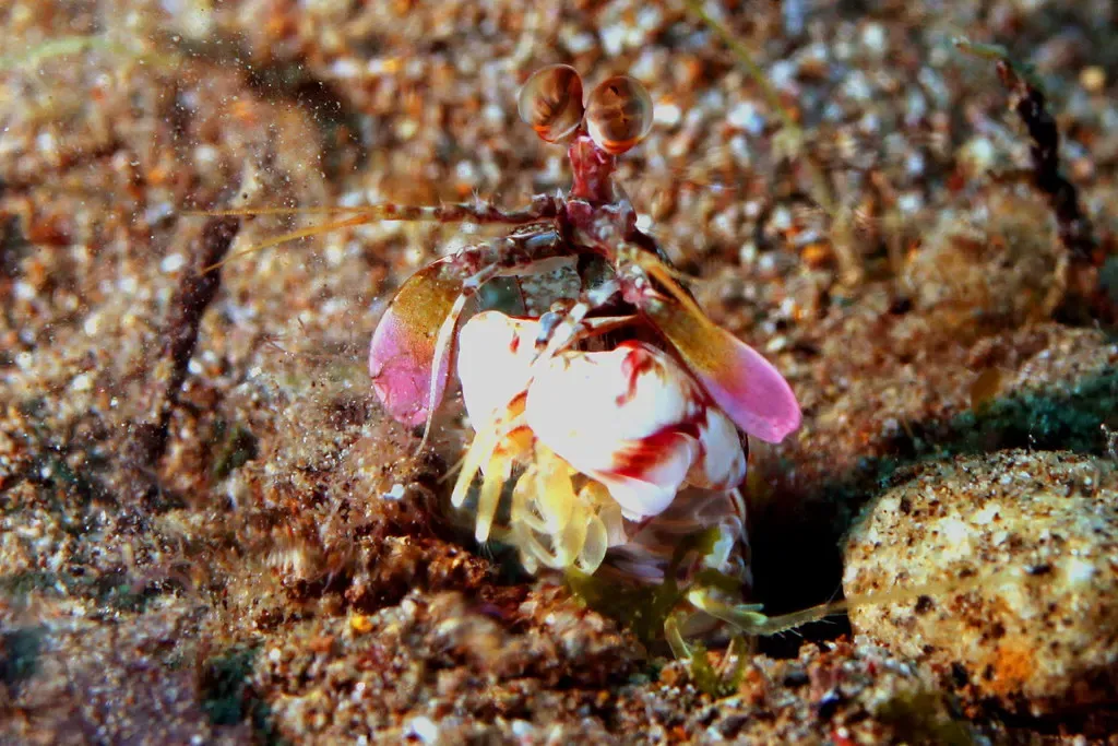 A juvenile pink-eared mantis shrimp with pale purple antennal scales peers from its burrow at The Cars, Dauin.