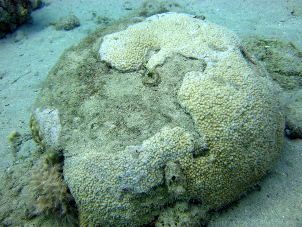 Weathered brain coral skeleton on the reef at Lighthouse — Dahab