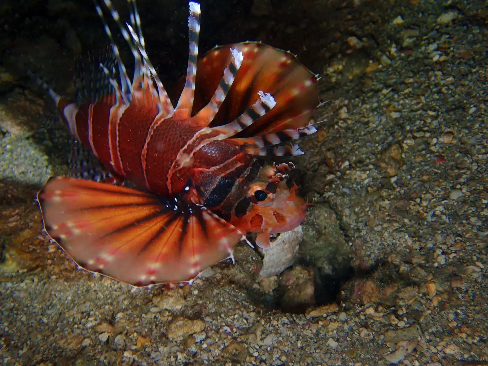 A red and white striped lionfish with fanned pectoral fins hovers over a gravelly bottom — Longdong & Northeast Coast