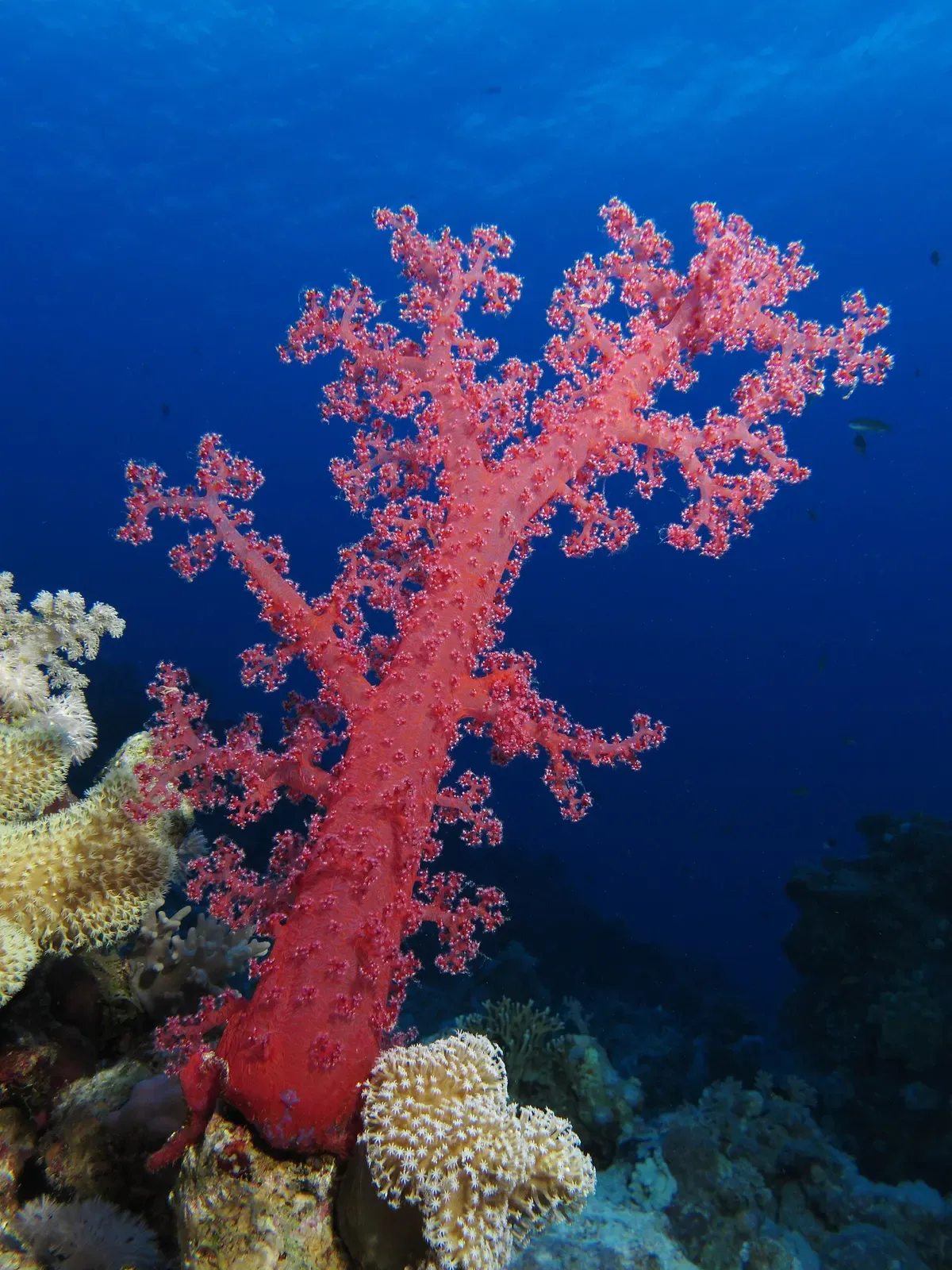 Bright red soft coral branching from the reef wall near the SS Dunraven wreck — Sharm El Sheikh.
