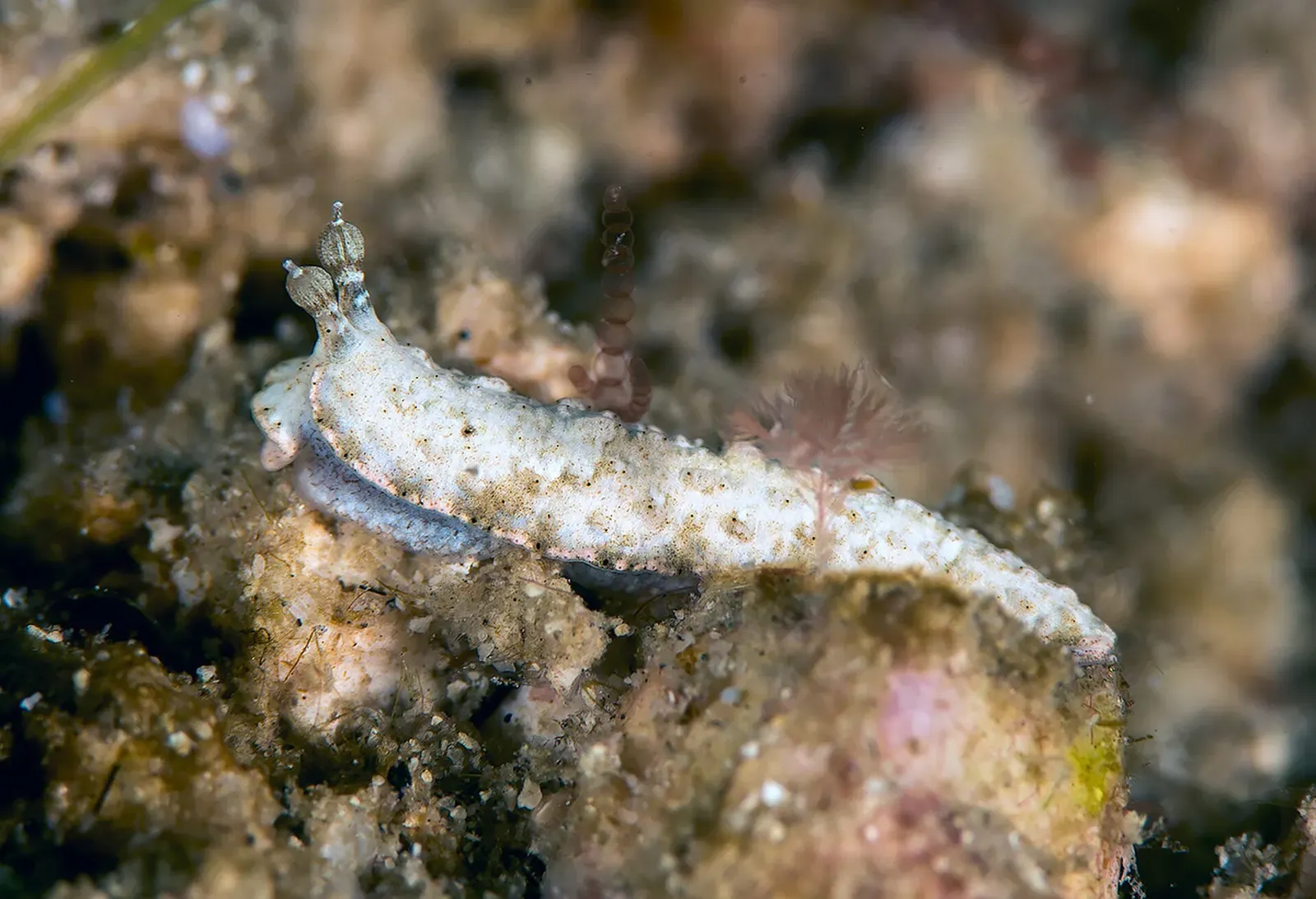 A slender pale nudibranch with white-tipped rhinophores on algae-covered rock — Wainilu, Komodo.