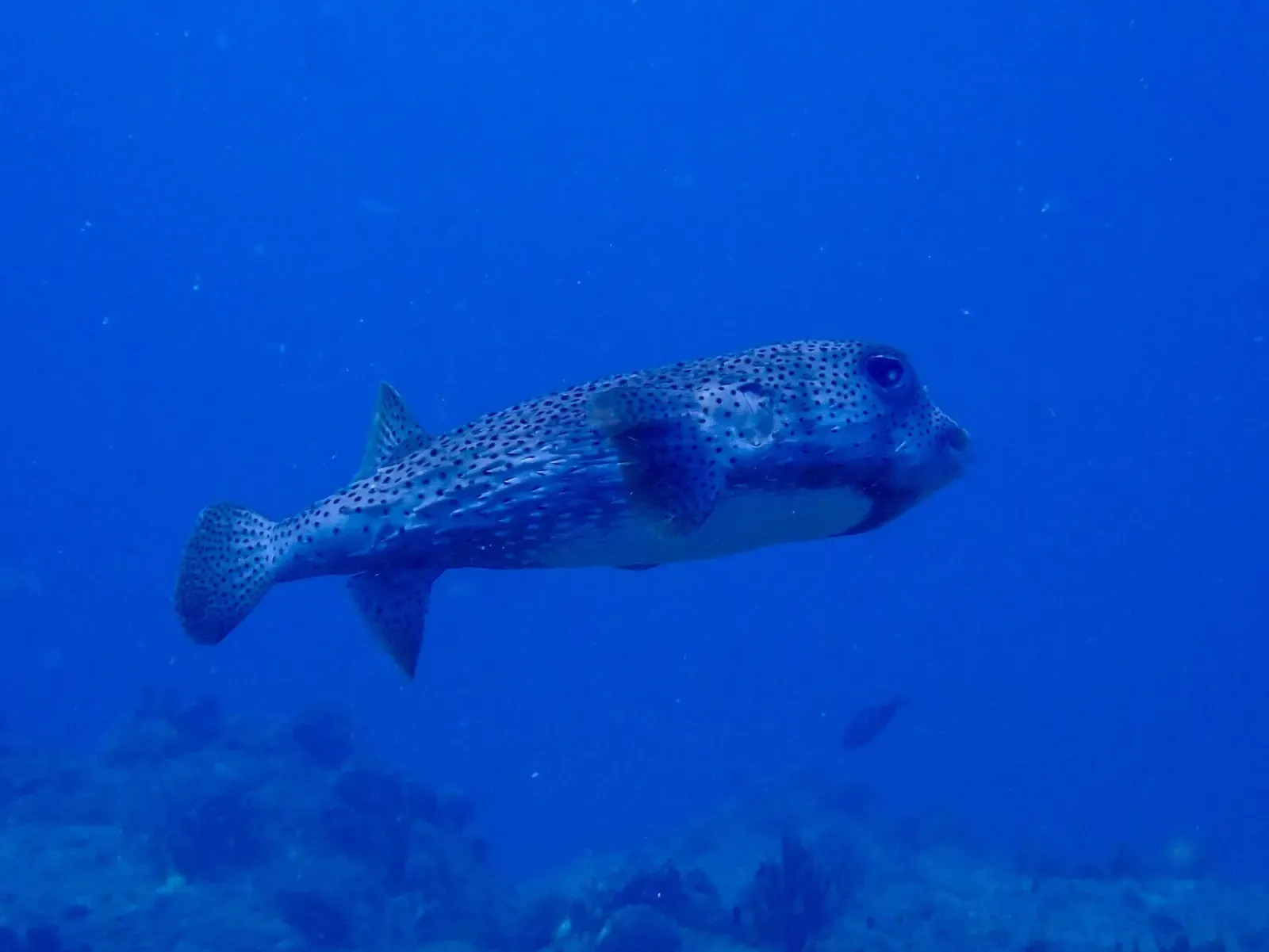 A spotted porcupinefish glides over open reef in the British Virgin Islands — BVI.