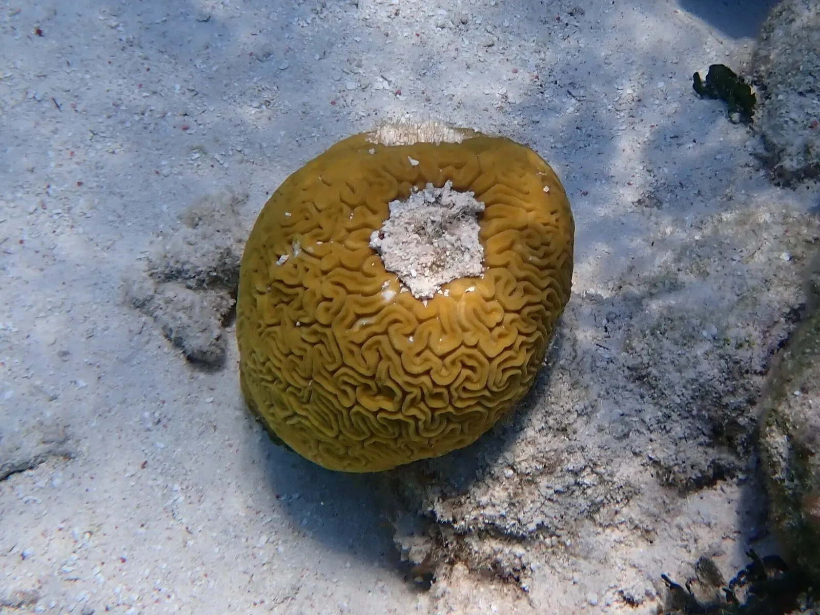 Grooved brain coral head on the shallow reef flat near Half Moon Caye — Half Moon Caye Wall, Belize Barrier Reef.