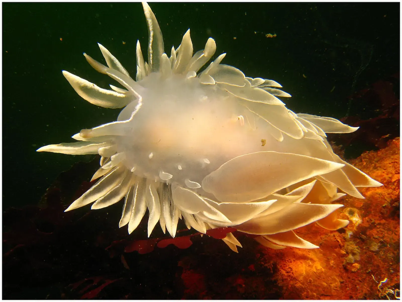 A frosted nudibranch with translucent, ruffled cerata sits against a dark rock background — Sund Rock, Puget Sound.