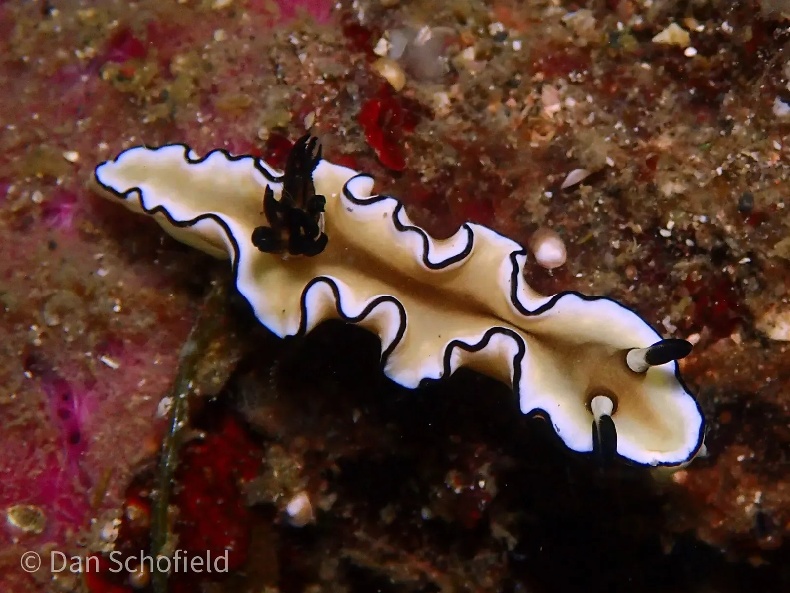 A black-margined nudibranch with white and yellow ruffled edges on the reef — Nudi Falls, Lembeh Strait.