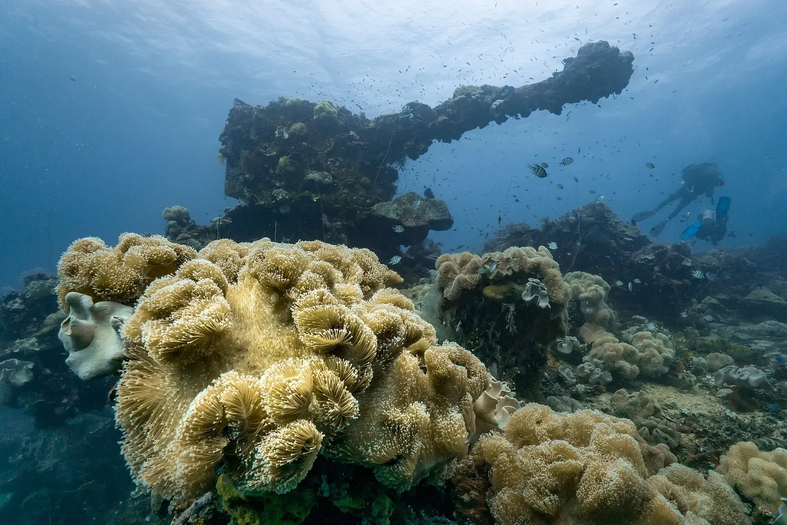 Deck gun of the Fujikawa Maru rising above a bed of coral — Chuuk Lagoon