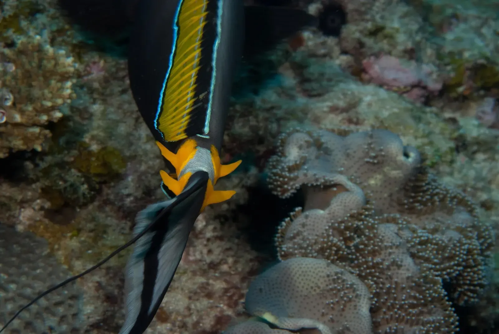 Elegant unicornfish over the reef at Two-Mile Reef — Sodwana Bay
