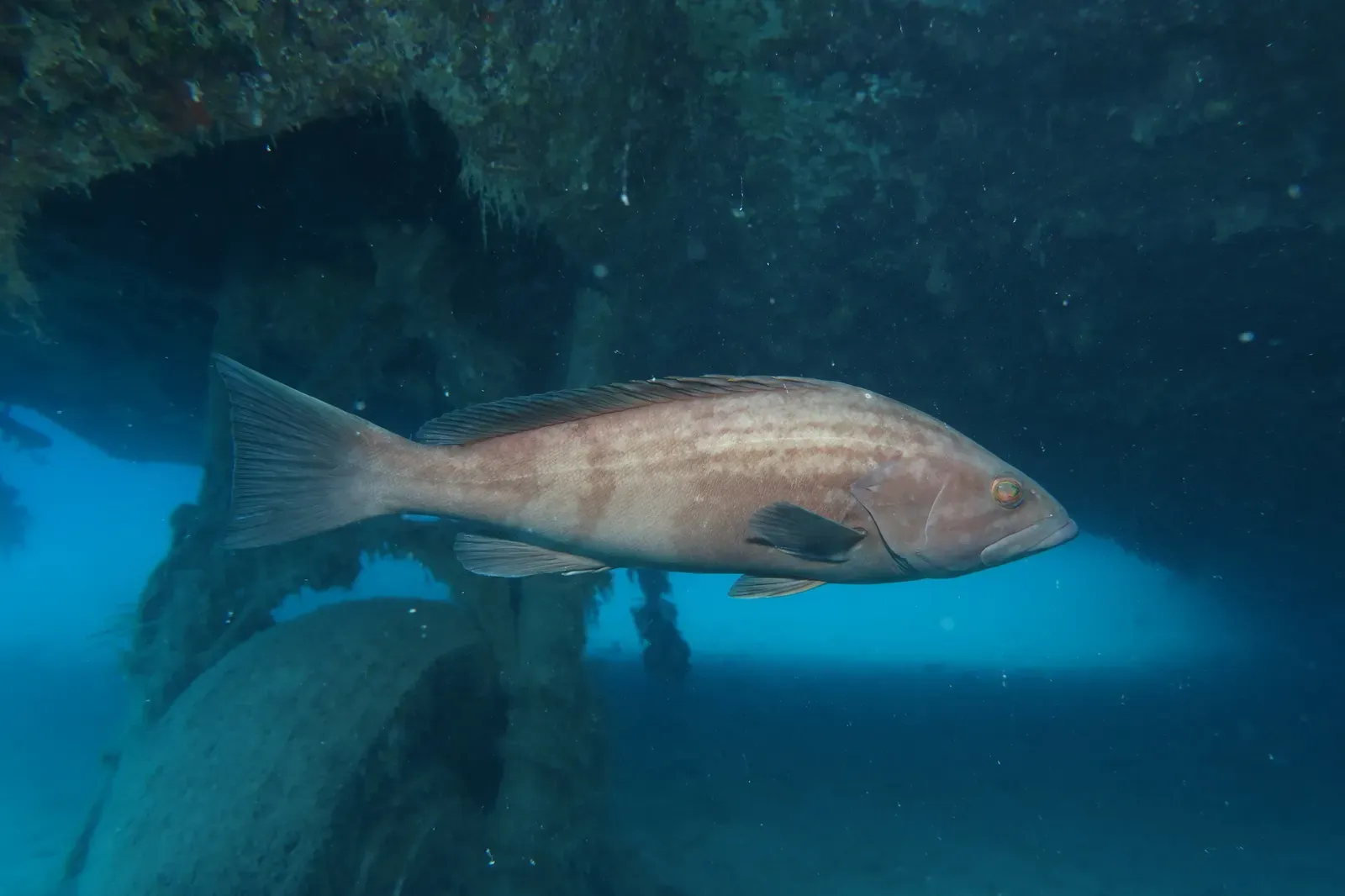 Gold blotch grouper swimming beneath an encrusted wreck structure in clear blue water off the Turkish coast — Kaş