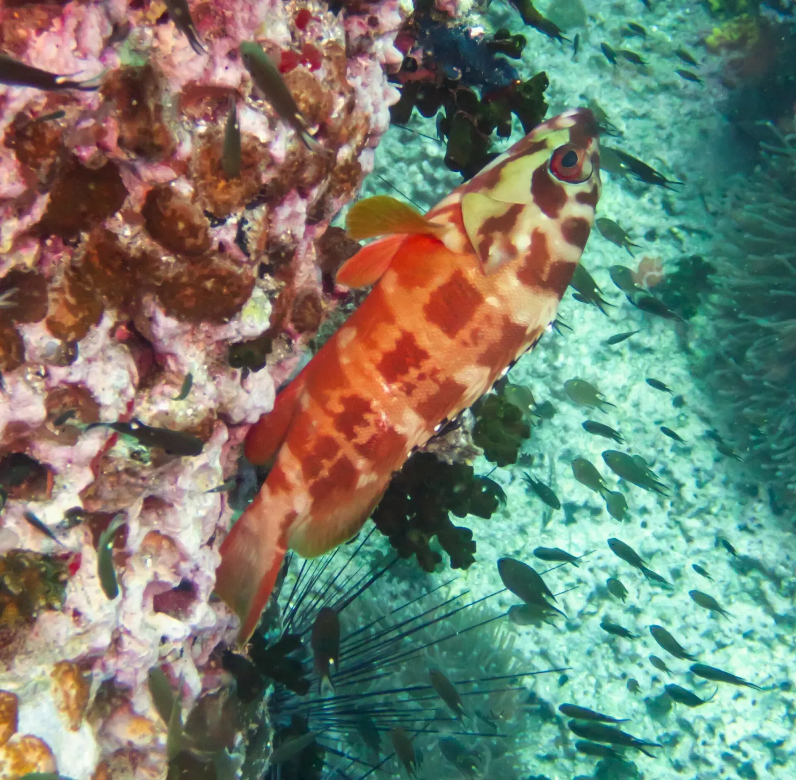 Blacktip grouper hovering over the reef with a school of small fish behind it — Sail Rock