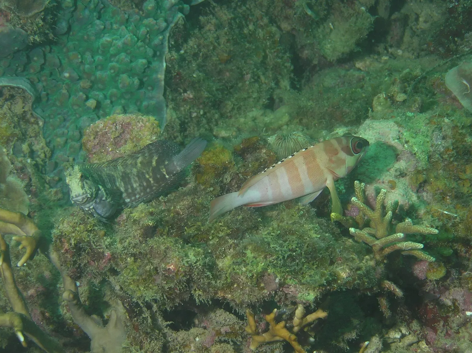 Blacktip grouper hovering over coral with a smaller reef fish nearby