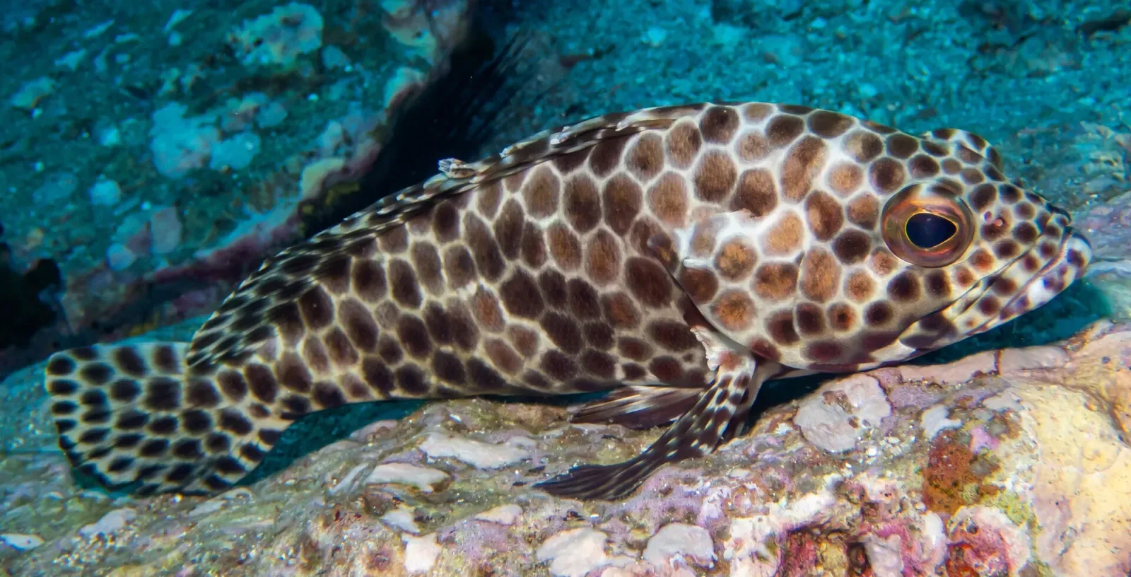 Longfin rockcod resting on the granite of the pinnacle — Southwest Pinnacle, Koh Tao