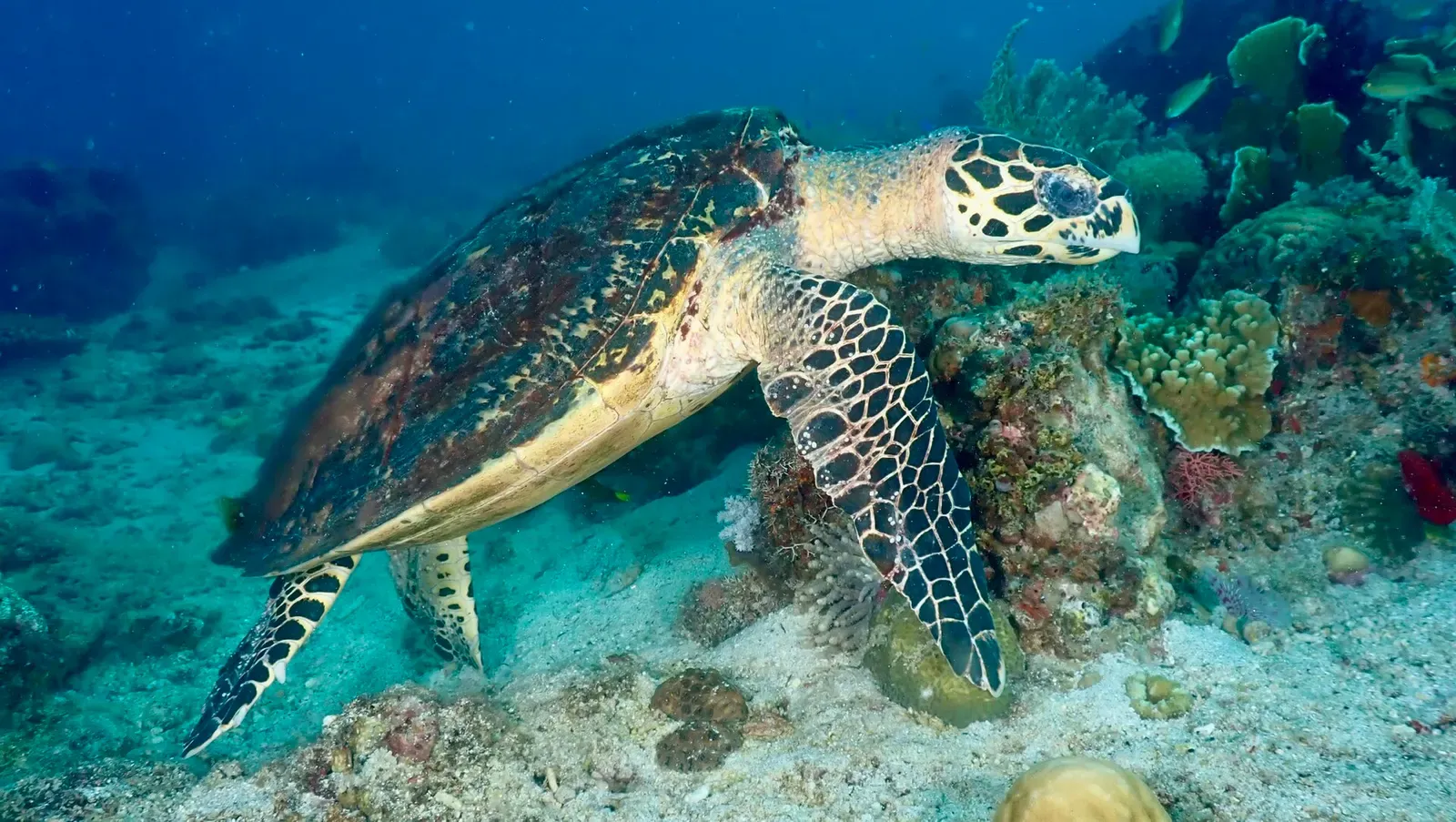 A hawksbill sea turtle glides over a coral reef in the Philippines — Southern Leyte.