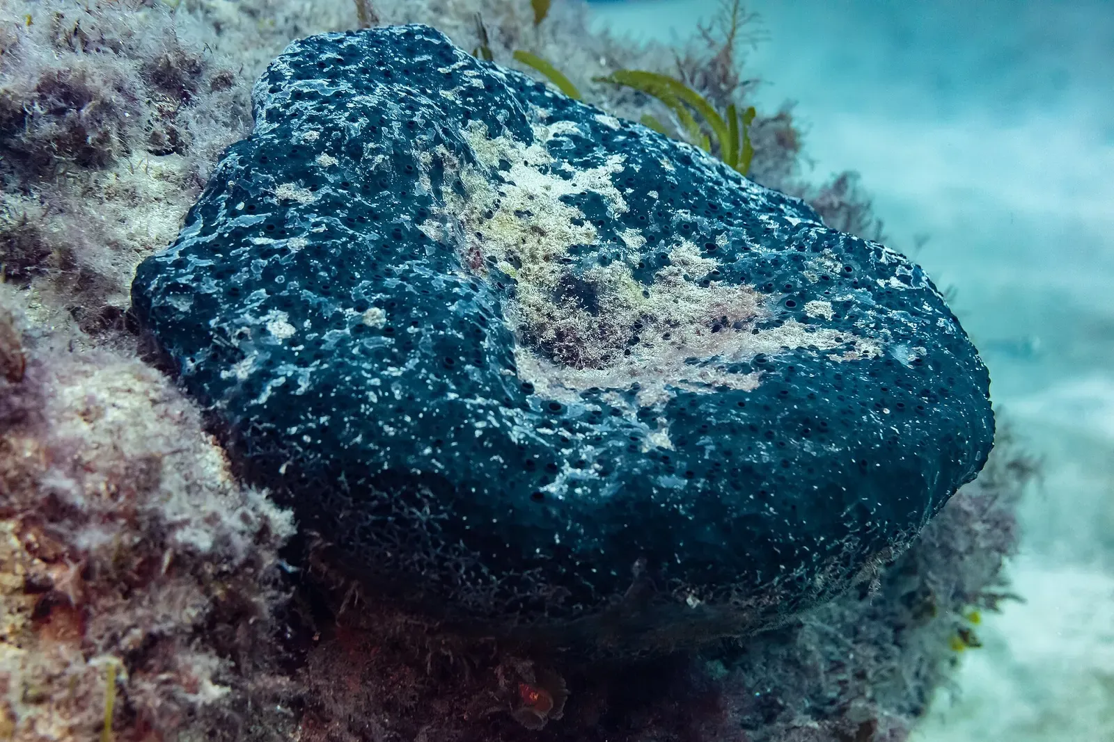 A rounded dark blue-black sponge sits on a rocky bottom with weed around it and pale sand behind — Pistol Bay, Paphos & Coral Bay.