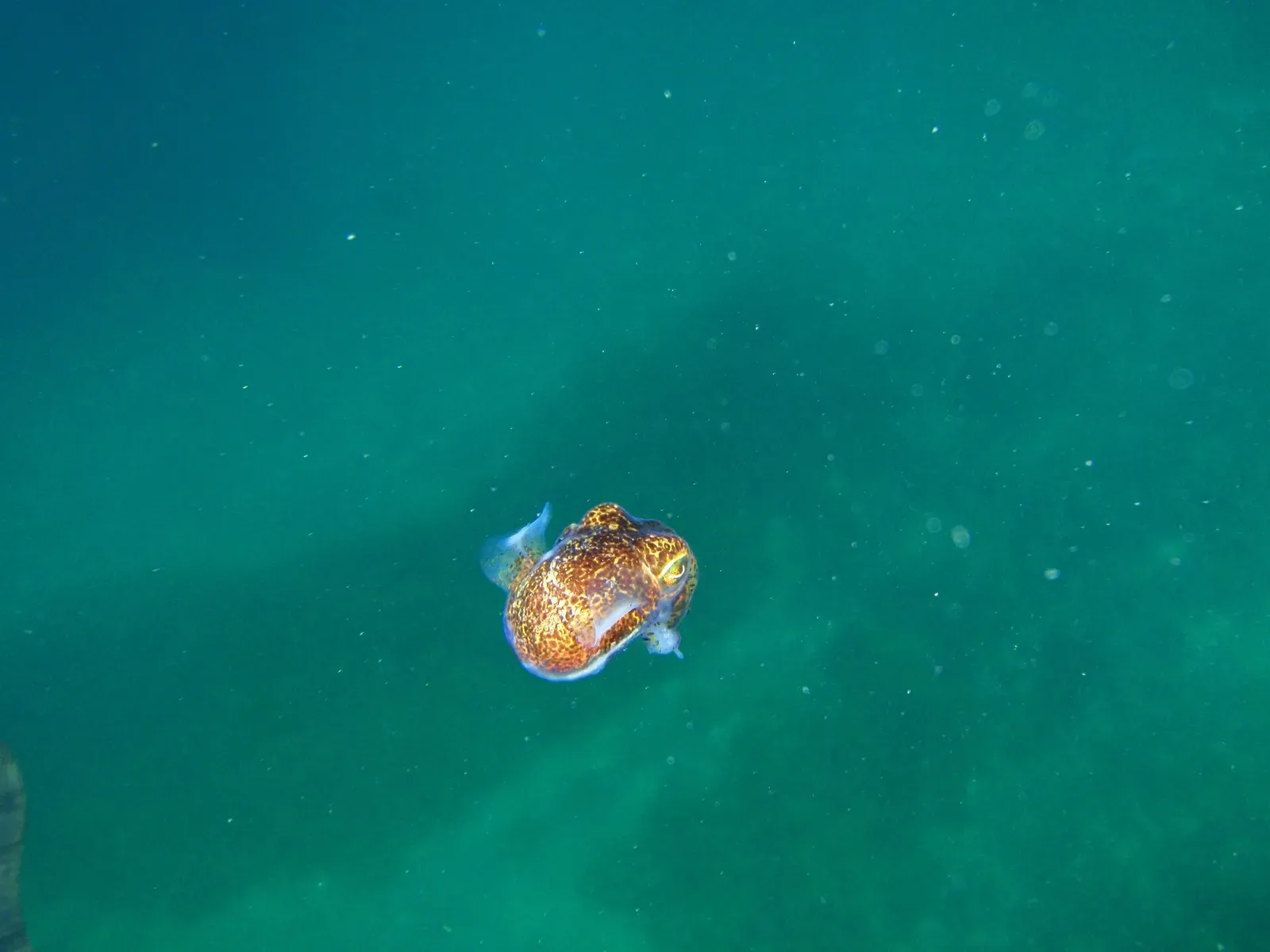 A small southern bobtail squid hovers in open green water over the sand — Old Rapid Bay Jetty, Rapid Bay.