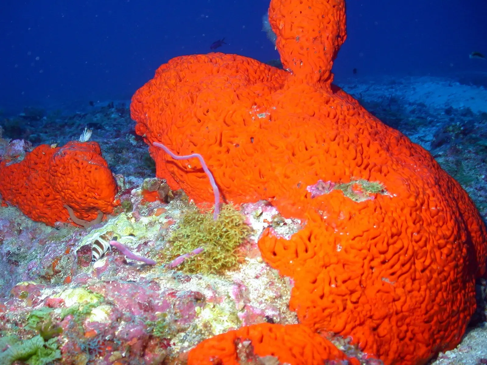 Bright orange elephant ear sponge growing on the reef at McGrail Bank — Flower Garden Banks