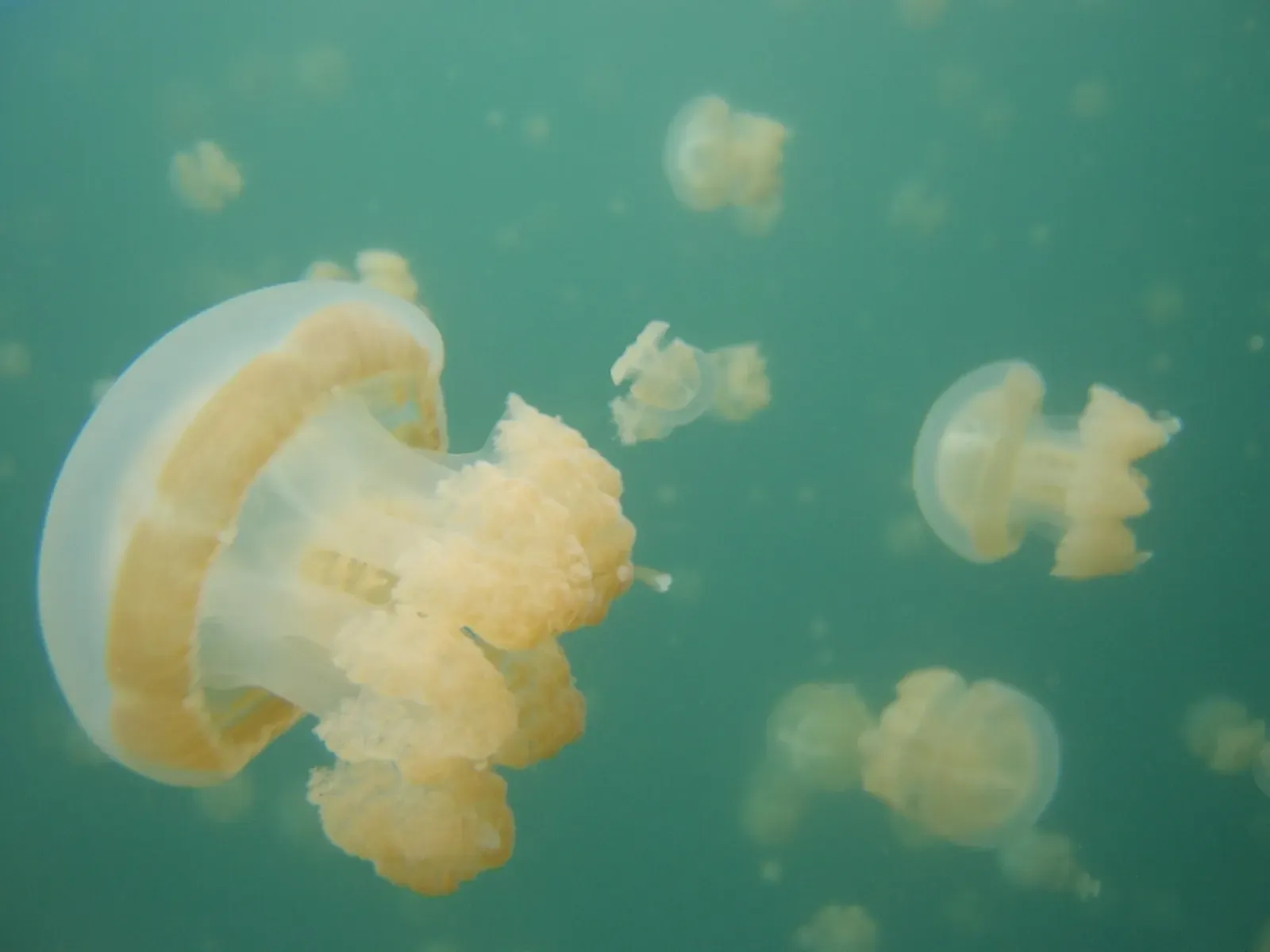 Dozens of jellyfish drift together near the surface of the lake — Jellyfish Lake, Palau.