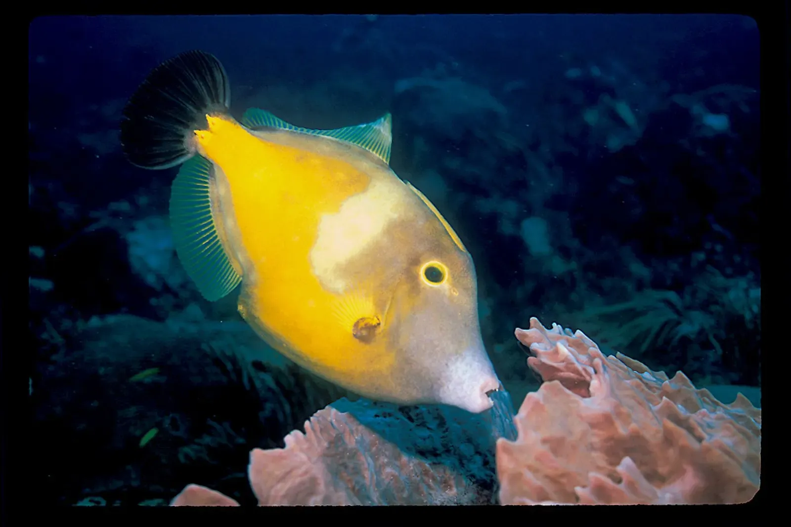 A yellow whitespot filefish with dark fringed fins hovers beside pink sponge growth on a reef off Playa del Carmen