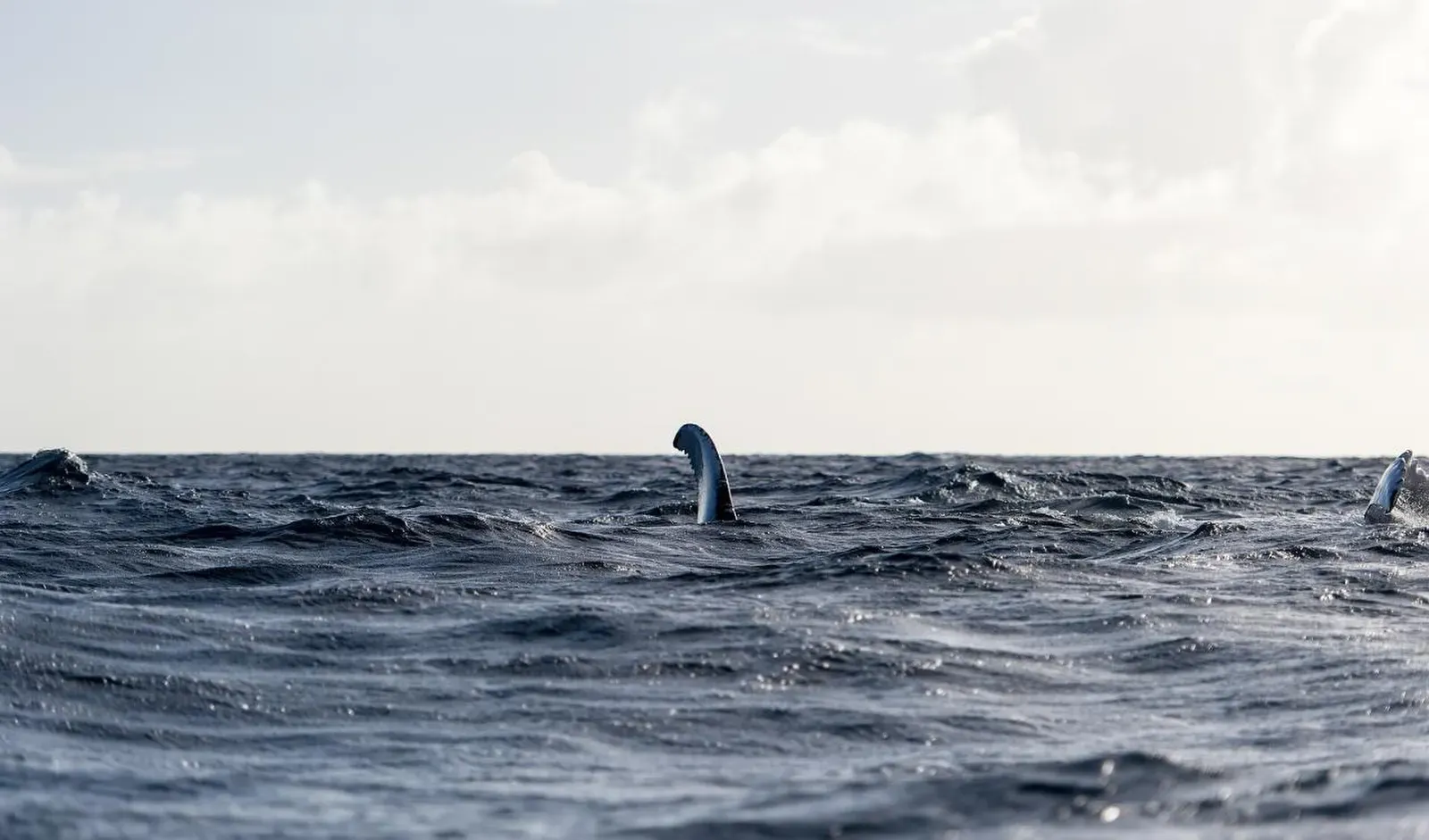 Two humpback whale tail flukes break the ocean surface side by side against an open Atlantic horizon on the Silver Bank