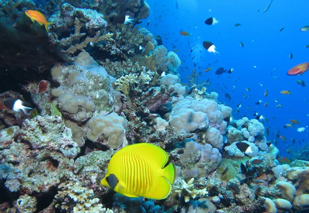 Yellow masked butterflyfish over a coral reef with hard corals — Habili Ali, St John's Reefs