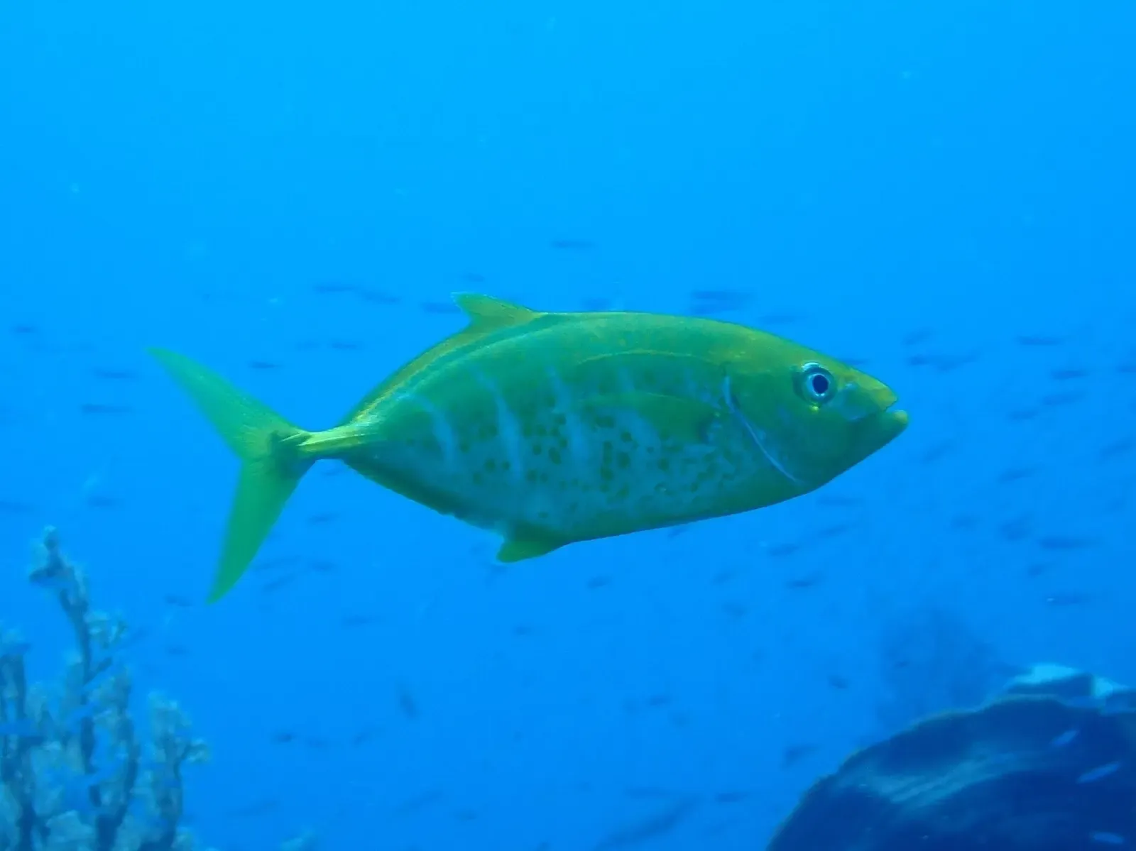 A yellow-green jack swims in blue water with small fish scattered behind it — Citrus Ridge, Raja Ampat.