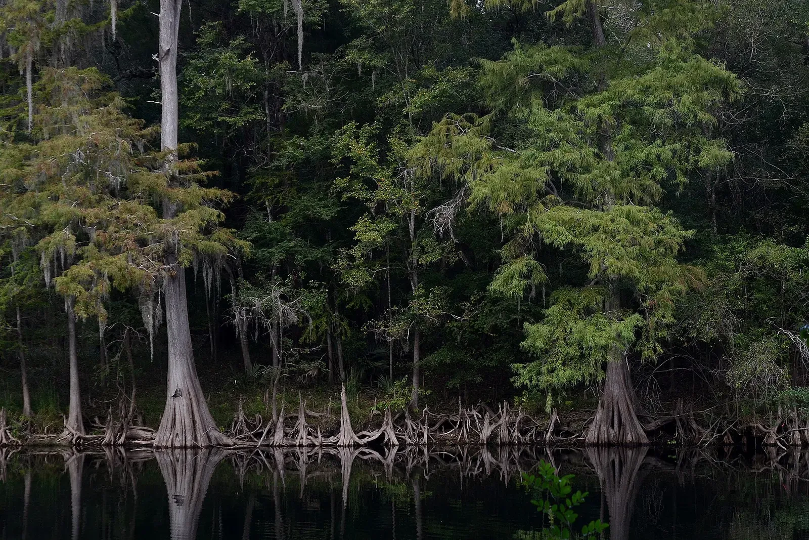 Bald cypress trees and their knees reflect in the still, dark water of the Santa Fe River — North Florida Springs
