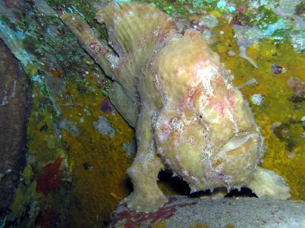 A pale frogfish sits motionless against sponge-covered reef off Panglao