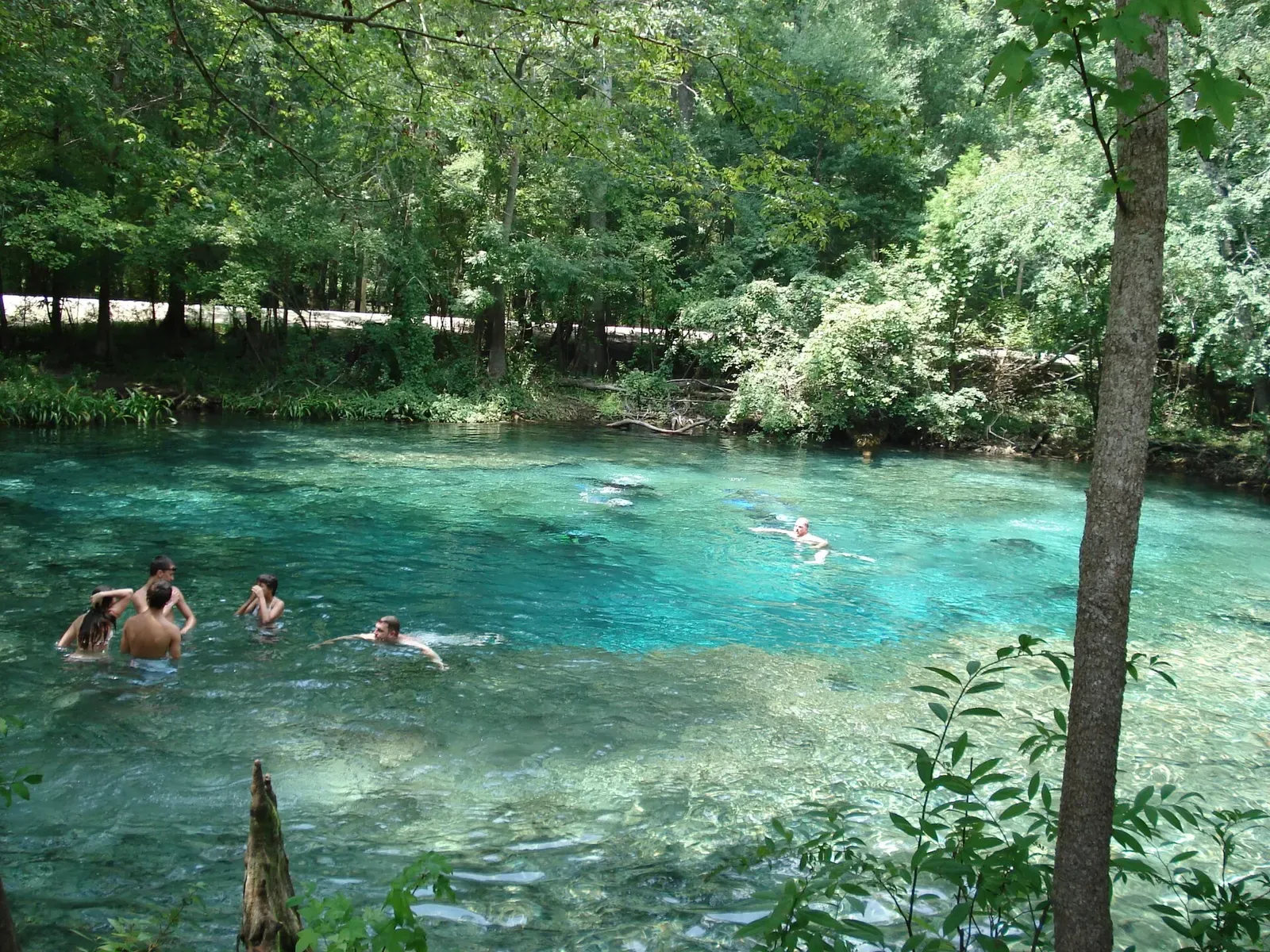 Swimmers in the turquoise spring pool at Ginnie Springs, ringed by hardwood forest — North Florida Springs