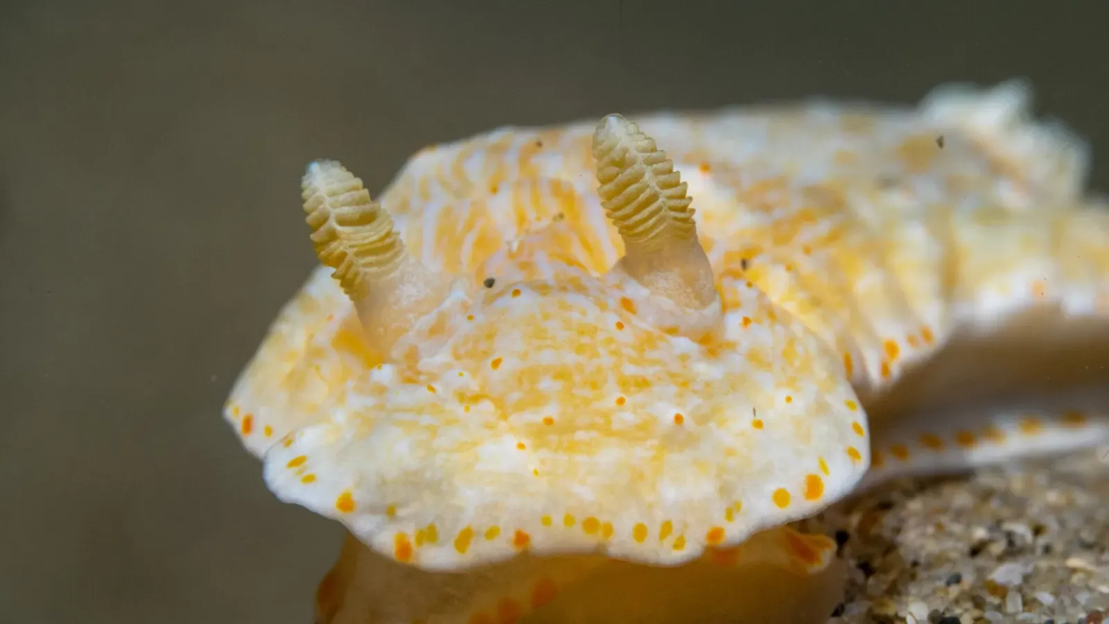 Cream and yellow nudibranch with two feathery rhinophores raised on its head — Blairgowrie Pier, Port Phillip