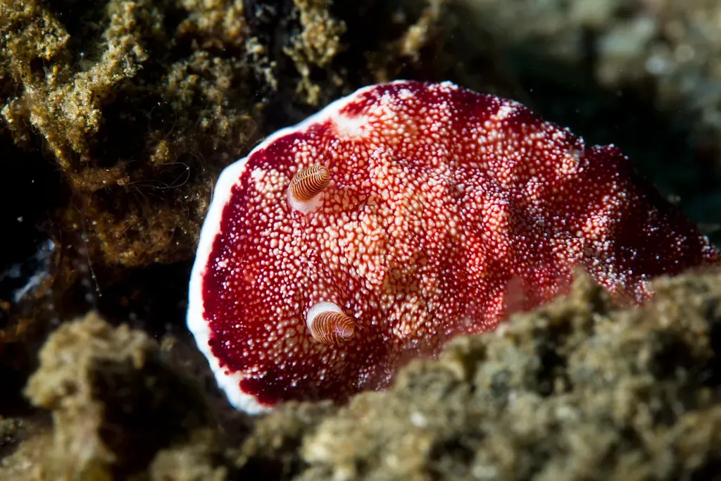 Deep red nudibranch with fine white speckling crawling over encrusted rock — Ambon