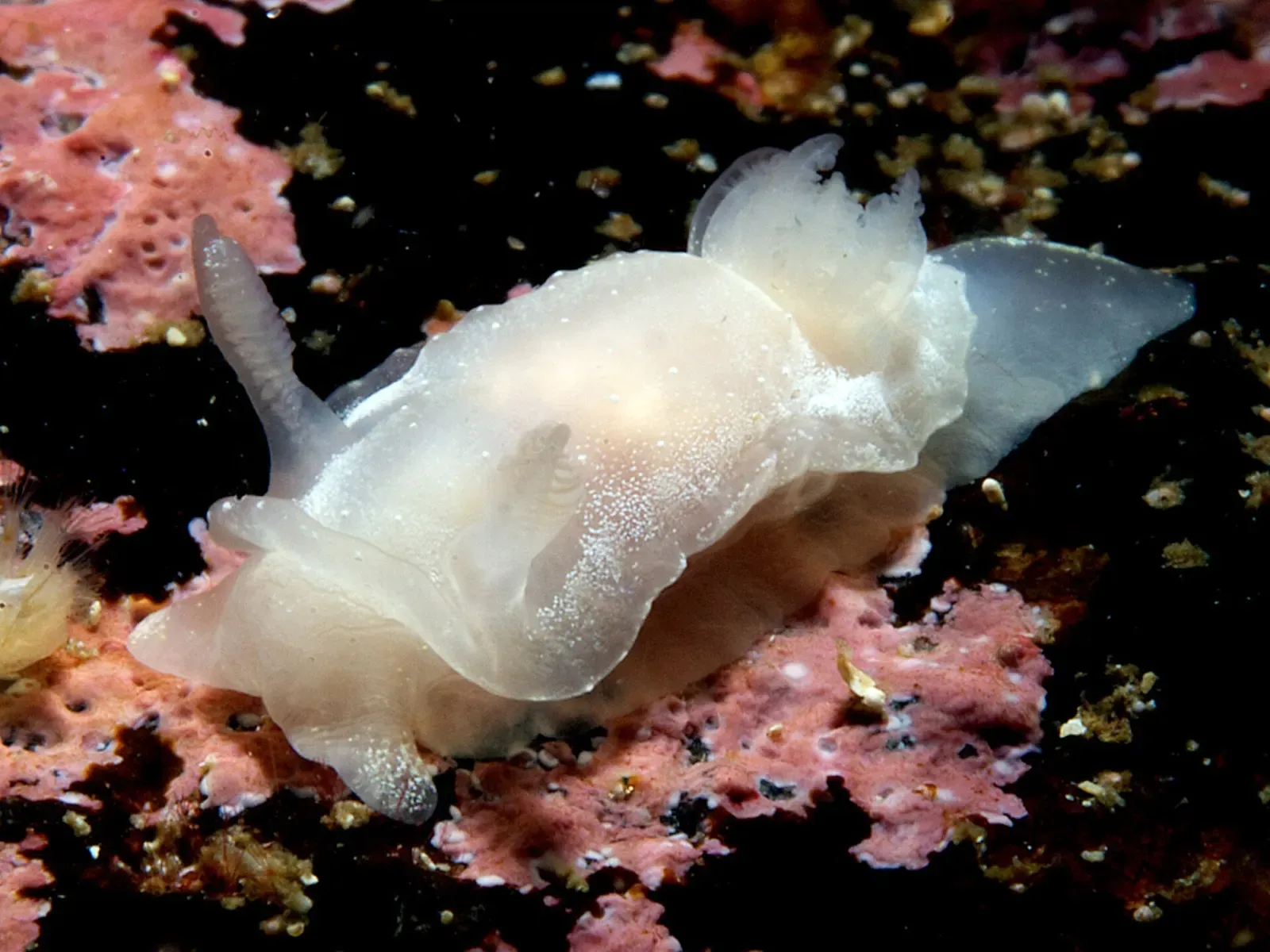 A translucent white nudibranch crawls over dark rock patched with pink coralline algae — Gulen & the Sognefjord