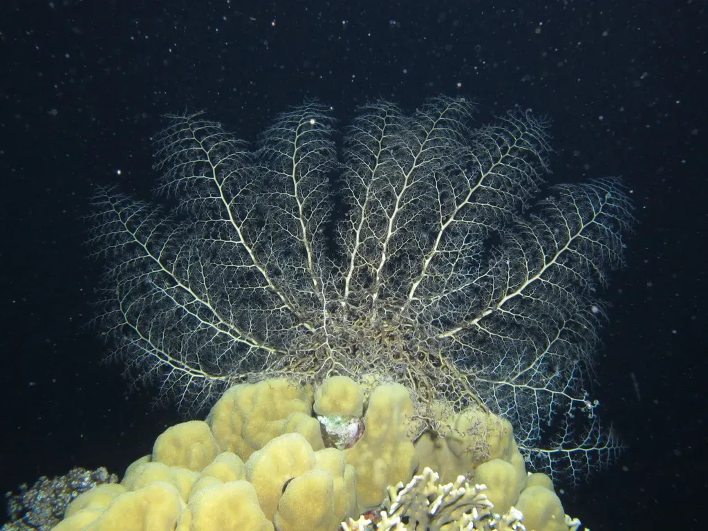 A gorgon's head basket star fully open on coral during a night dive — Dangerous Reef, St John's Reefs