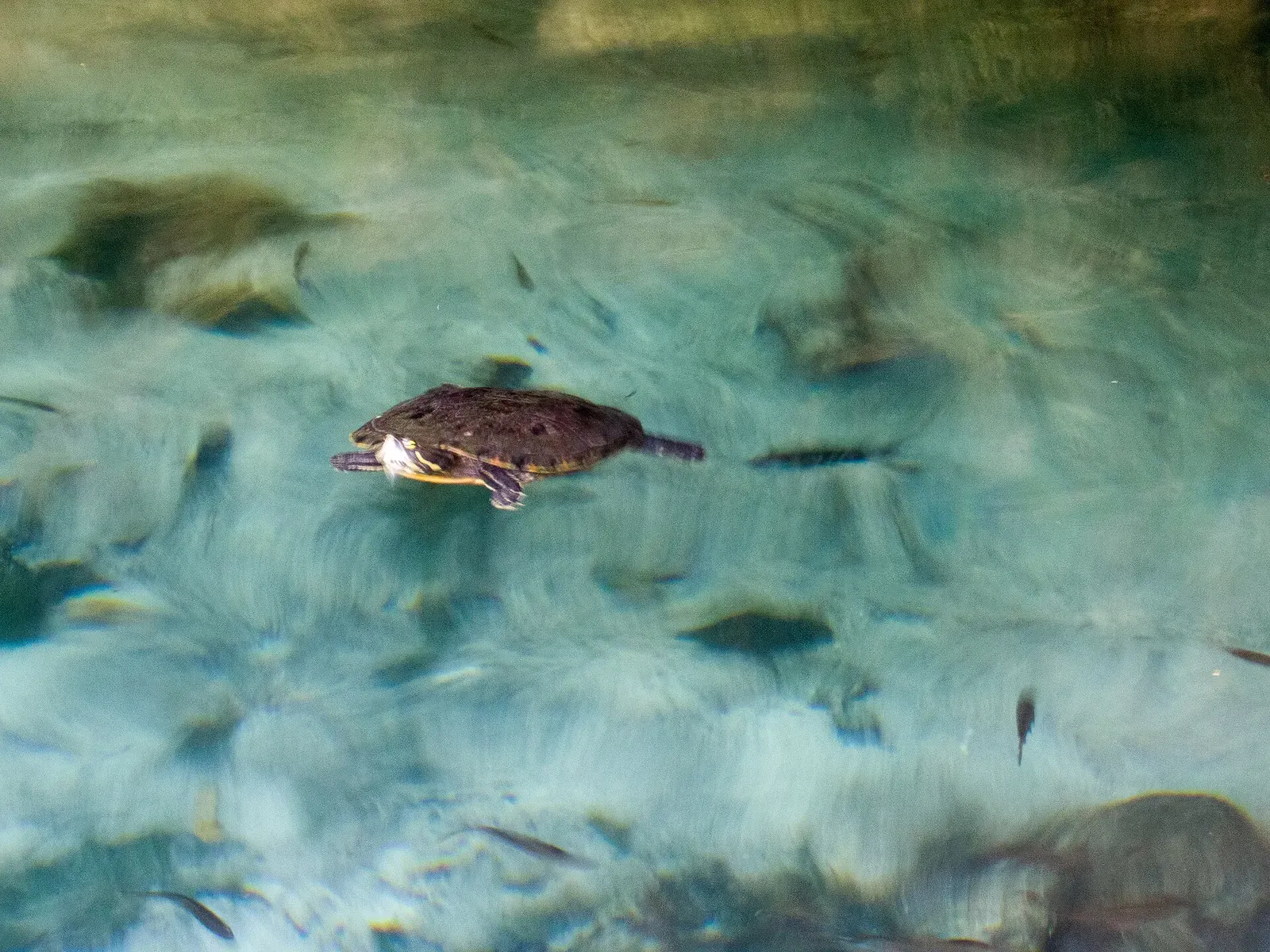 A freshwater turtle swims through pale green water above a sandy cenote floor — Gran Cenote, Riviera Maya Cenotes.