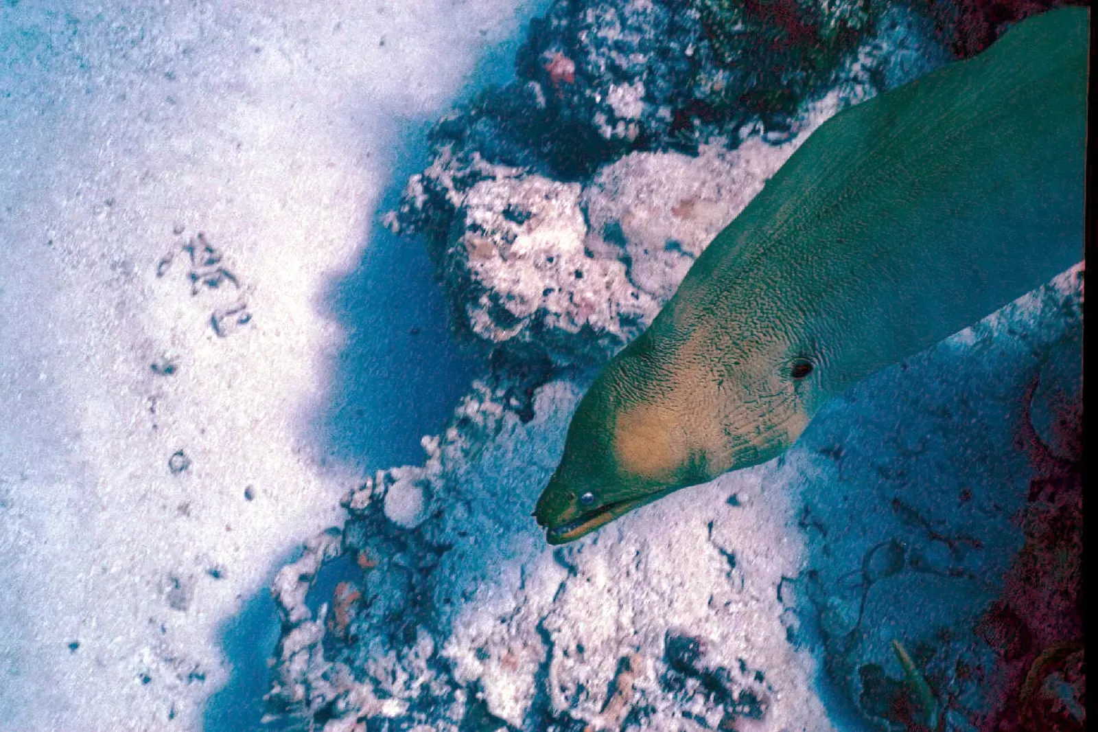 Green moray eel looking out from a coral crevice at Palancar Gardens — Cozumel