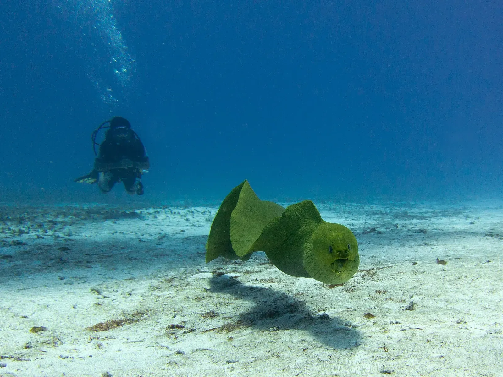 A green moray eel swims freely over the sandy bottom as a diver looks on in the distance — Cozumel
