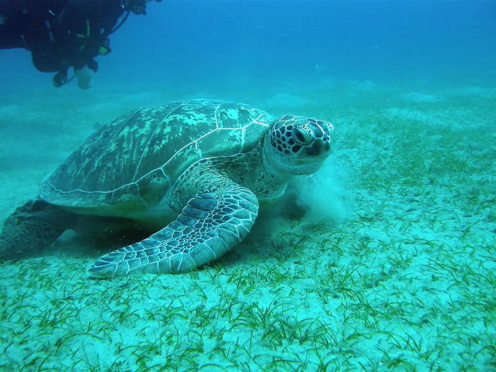 Green sea turtle swimming low over a sandy seagrass bottom in clear turquoise water — Abu Dabbab Bay, Marsa Alam