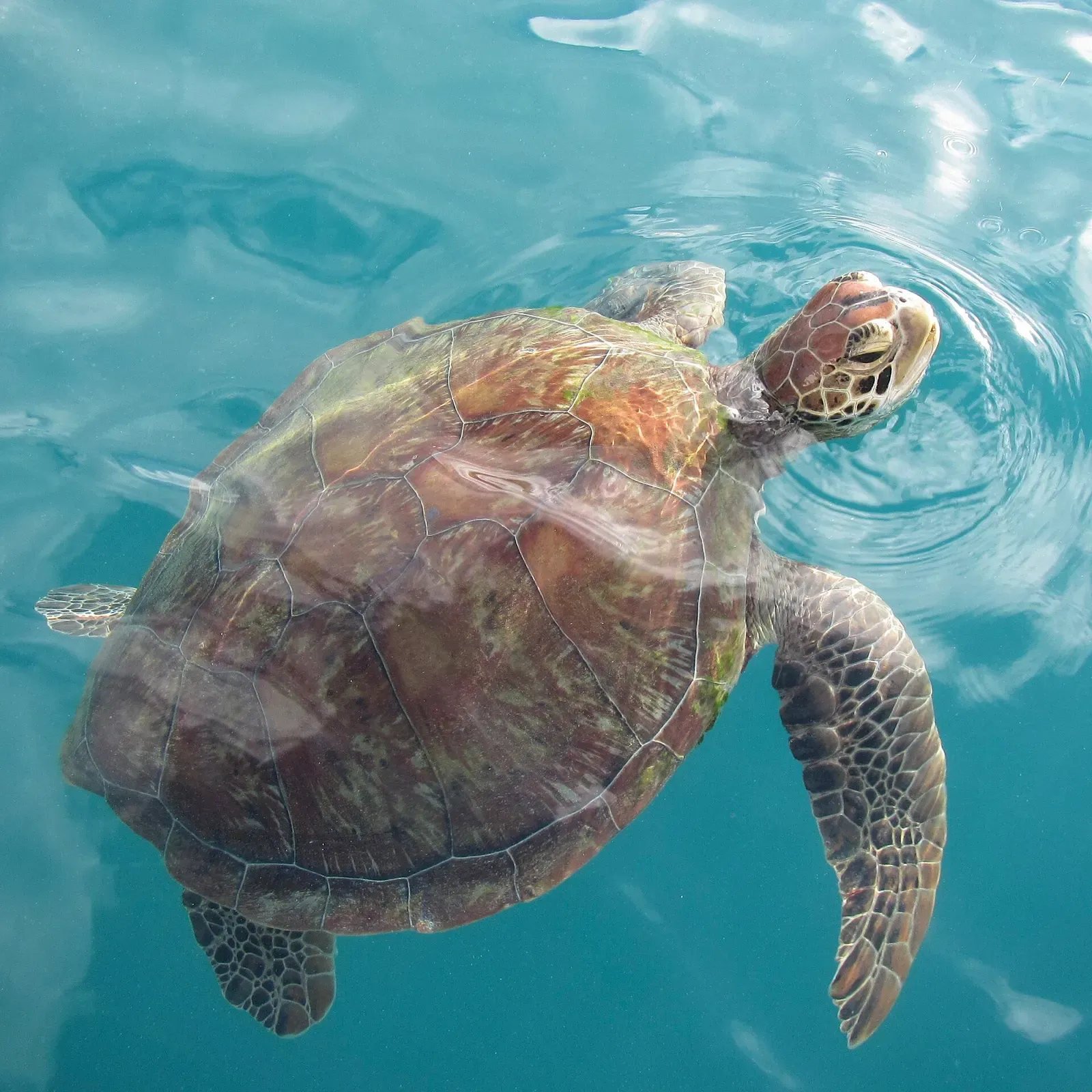 A green turtle surfaces for air in the clear waters of the Whitsunday Islands — Whitsundays