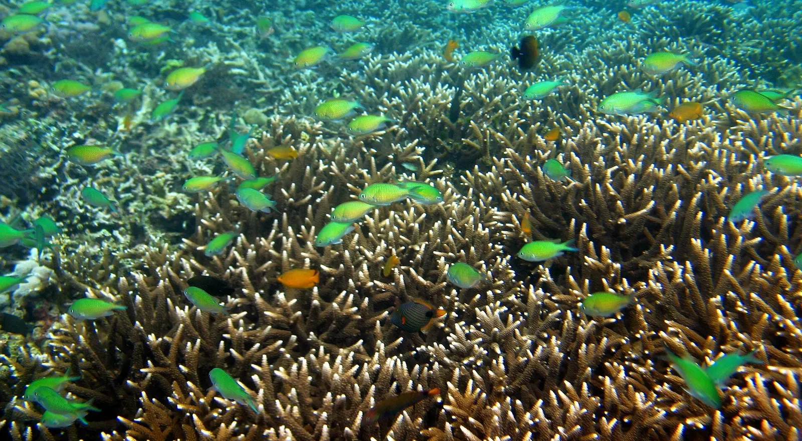 Dense staghorn coral thicket crowded with green chromis and orange anthias — Sombrero Island, Anilao.