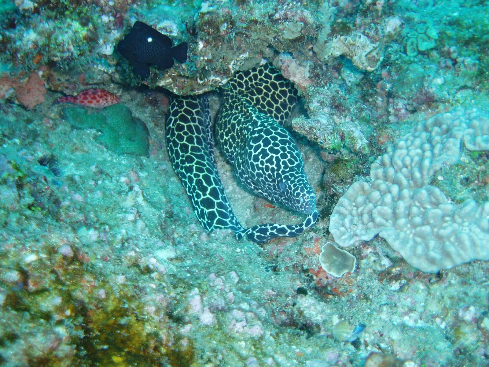 A moray with a pale honeycomb pattern of black spots beside a pale coral, with a dark fish above it — Jangamo & Guinjata Bay.