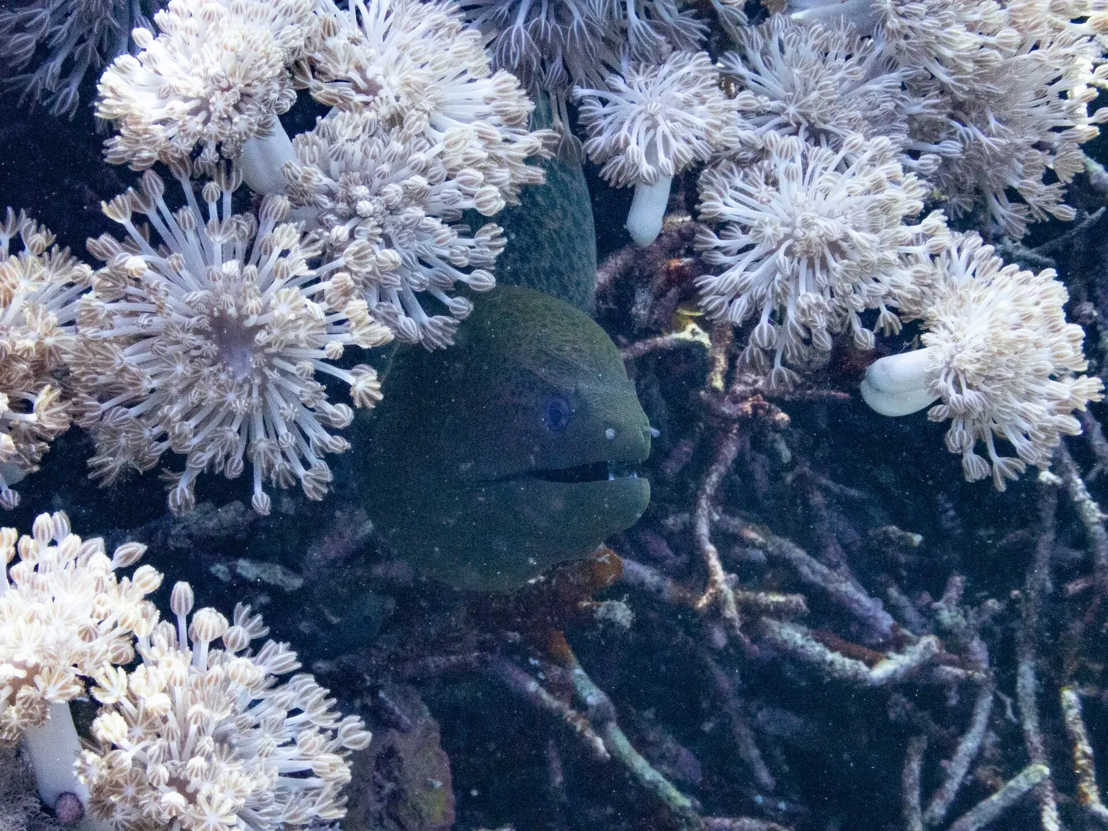 A dark green moray eel peers out between clusters of white soft coral polyps — Crystal Bay Komodo, Komodo.