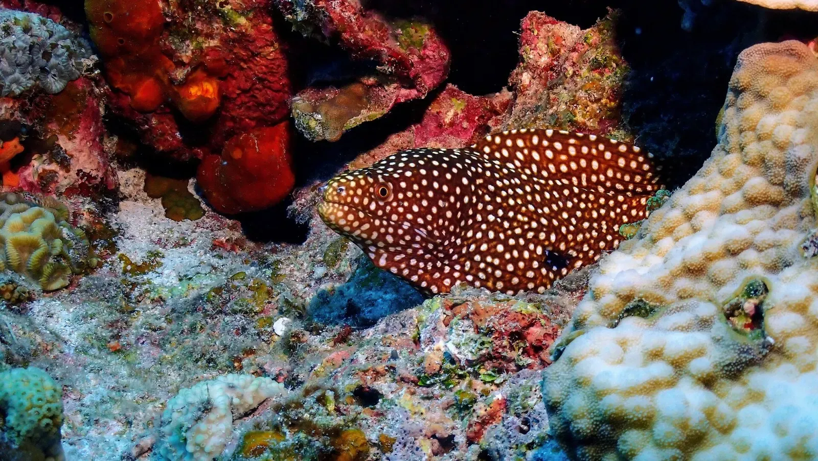 A whitemouth moray eel peers out from a coral ledge crowded with sponges — Kerama Islands.