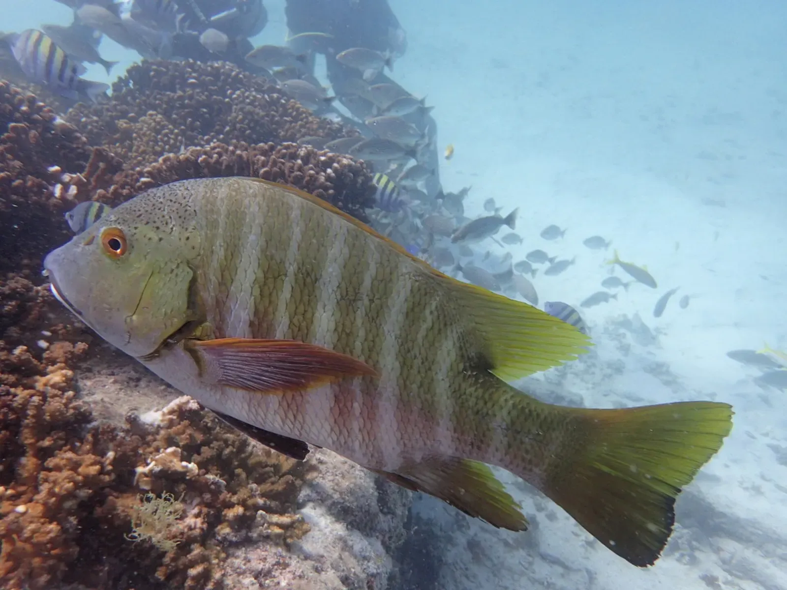 Mexican barred pargo swimming past a mixed school of reef fish — Salvatierra Wreck, La Paz, Sea of Cortez
