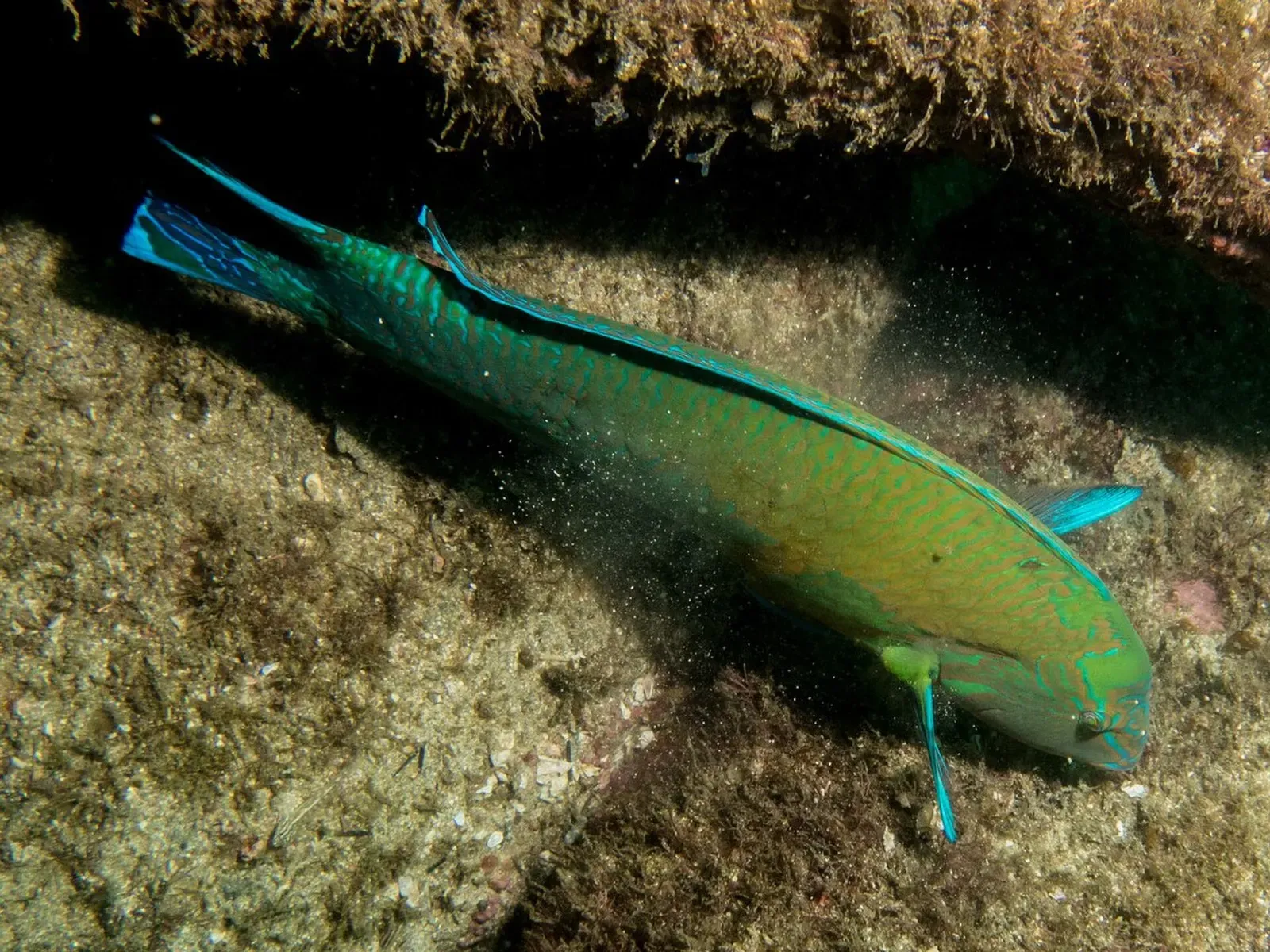 Brazilian wrasse sheltering under a rocky ledge near Santos, Brazil — Laje de Santos