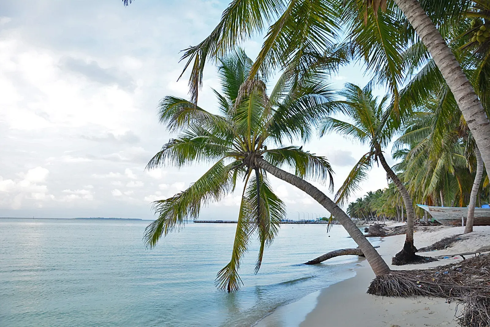 A leaning coconut palm arches low over the calm lagoon shoreline at Hanimaadhoo.