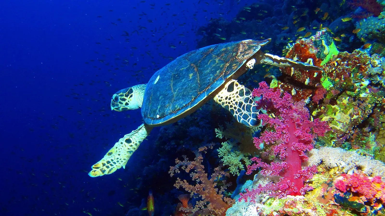 Hawksbill turtle swimming past soft corals on the reef at Elphinstone — Elphinstone Reef, Marsa Alam