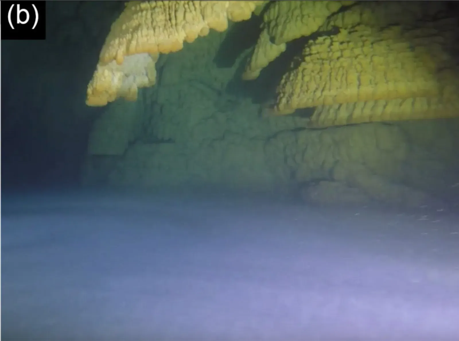 Bell formations above a turbid boundary layer in the water column