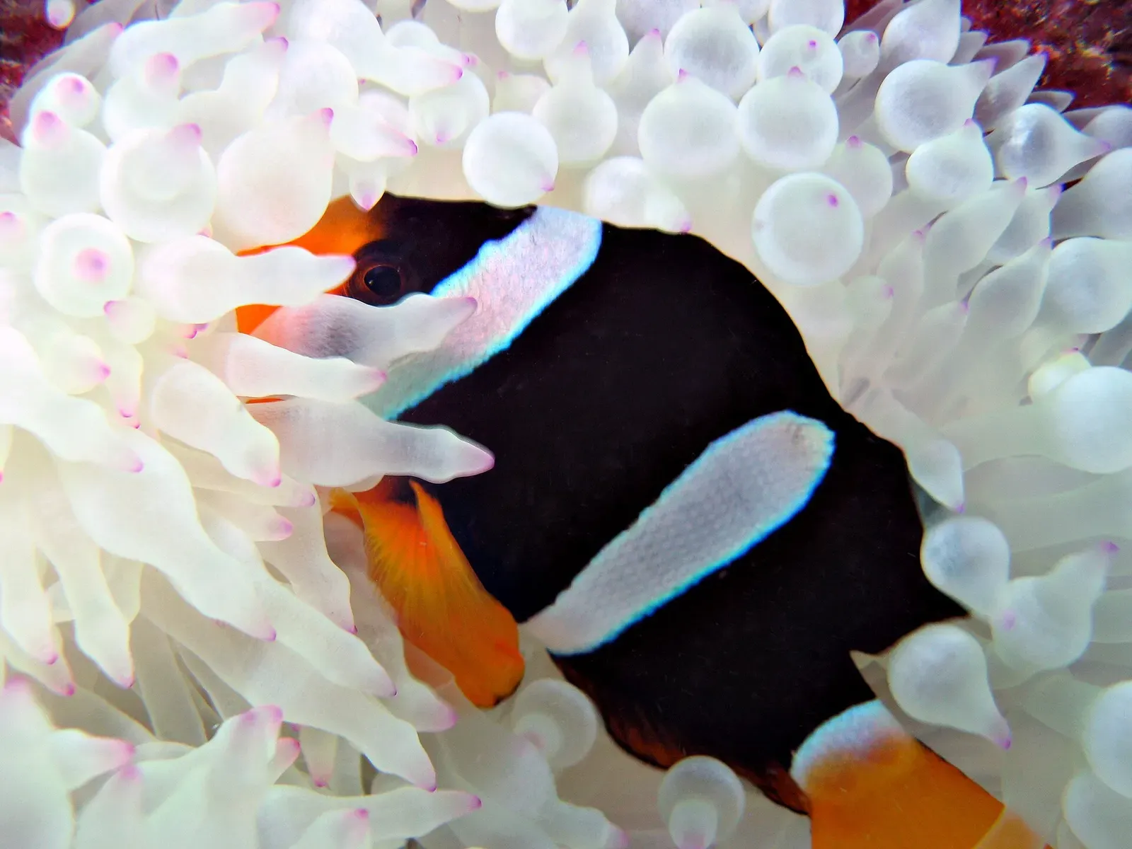 A black fish with white bands and orange fins nestles among the white, pink-tipped tentacles of an anemone — Kish Island