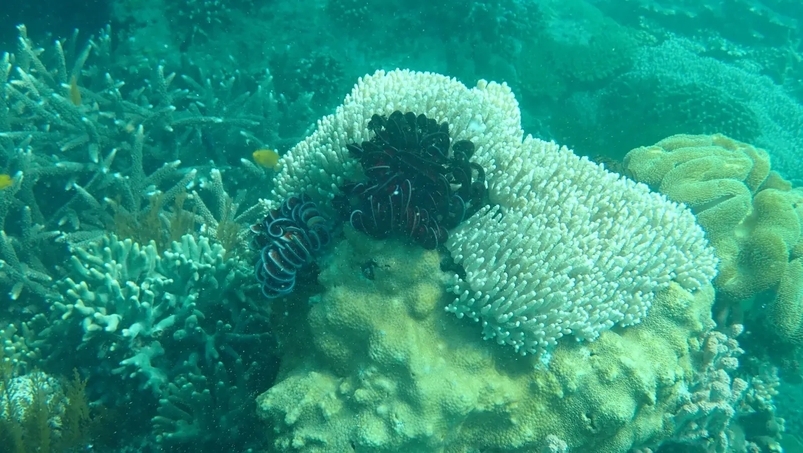 Two dark feather stars on a white coral head among green branching corals — Padangbai & Candidasa