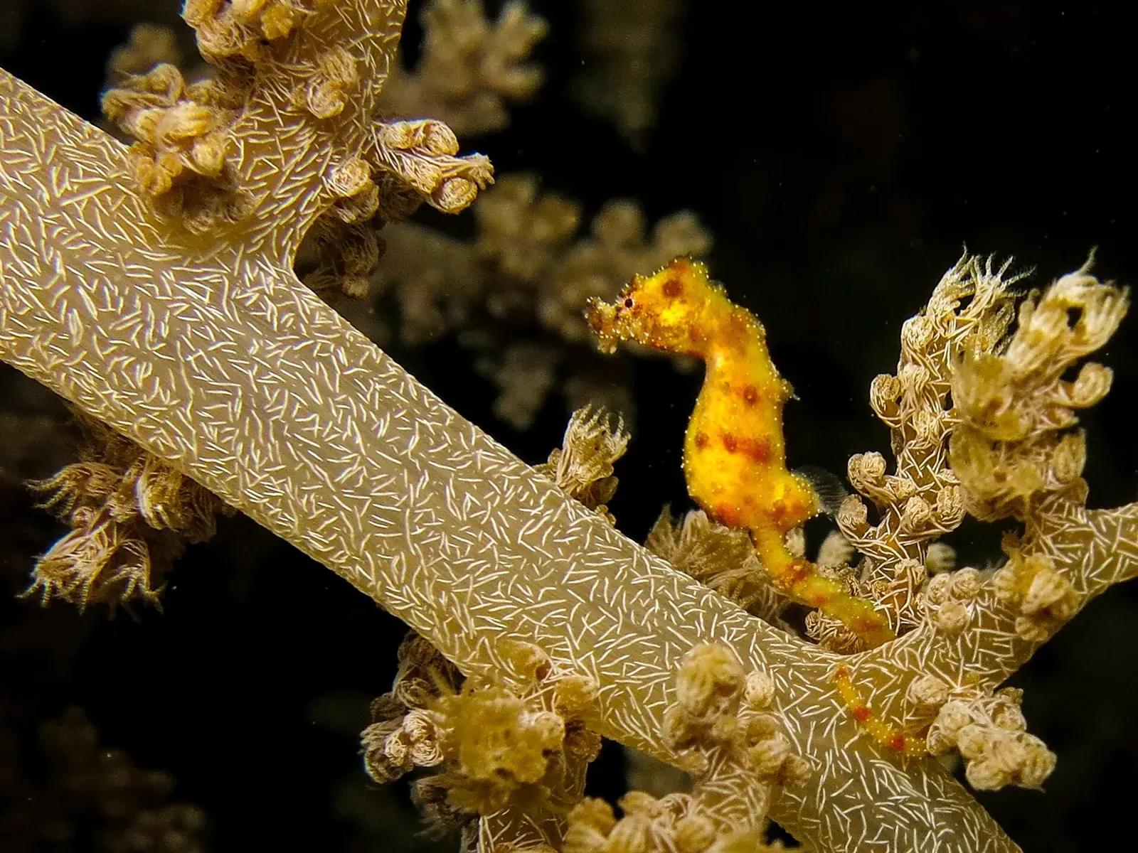 Yellow Walea pygmy seahorse gripping a whip coral branch — Kadidiri, Togian Islands