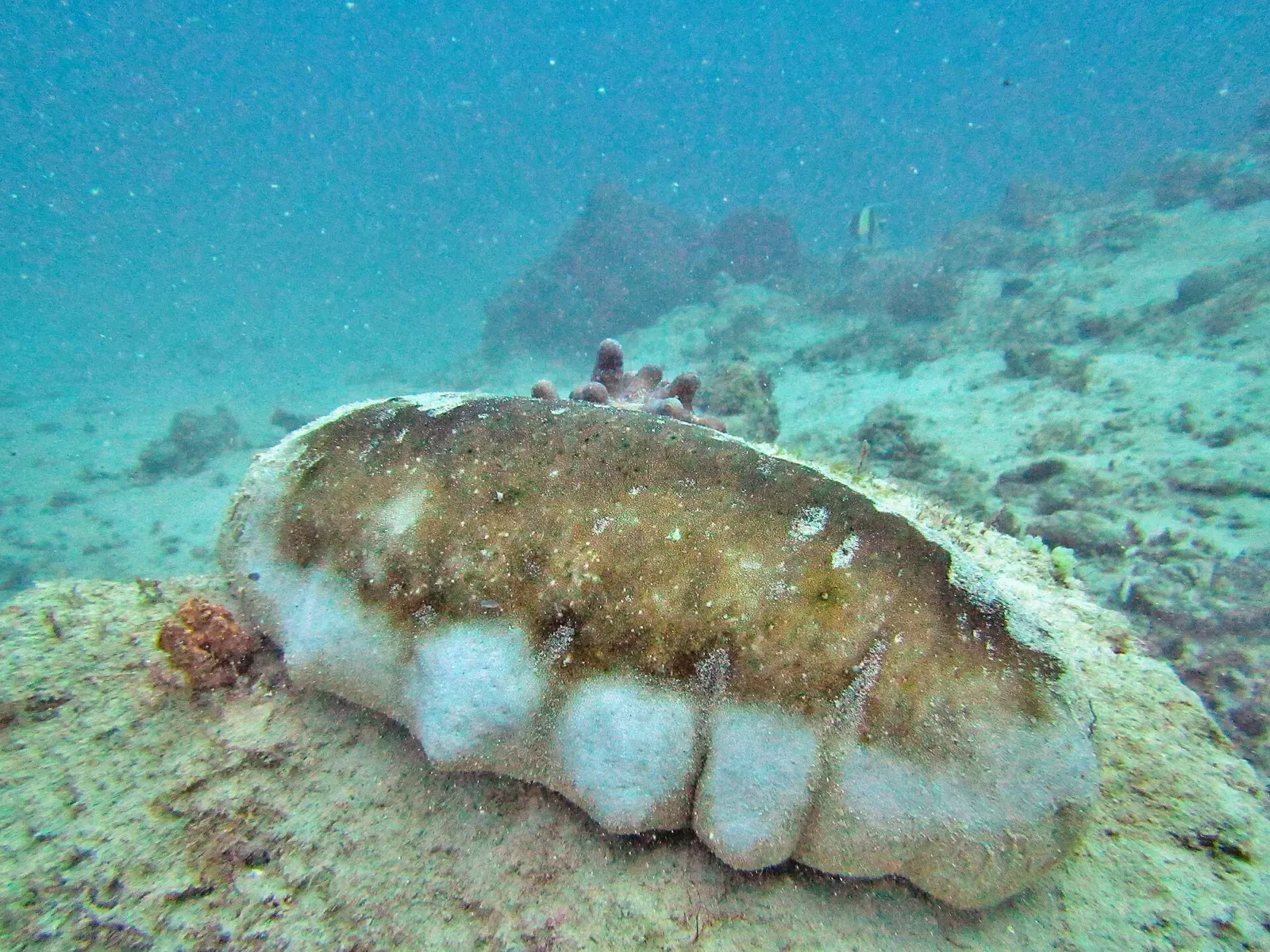 White teatfish sea cucumber on the reef bed at Passe en S — Mayotte