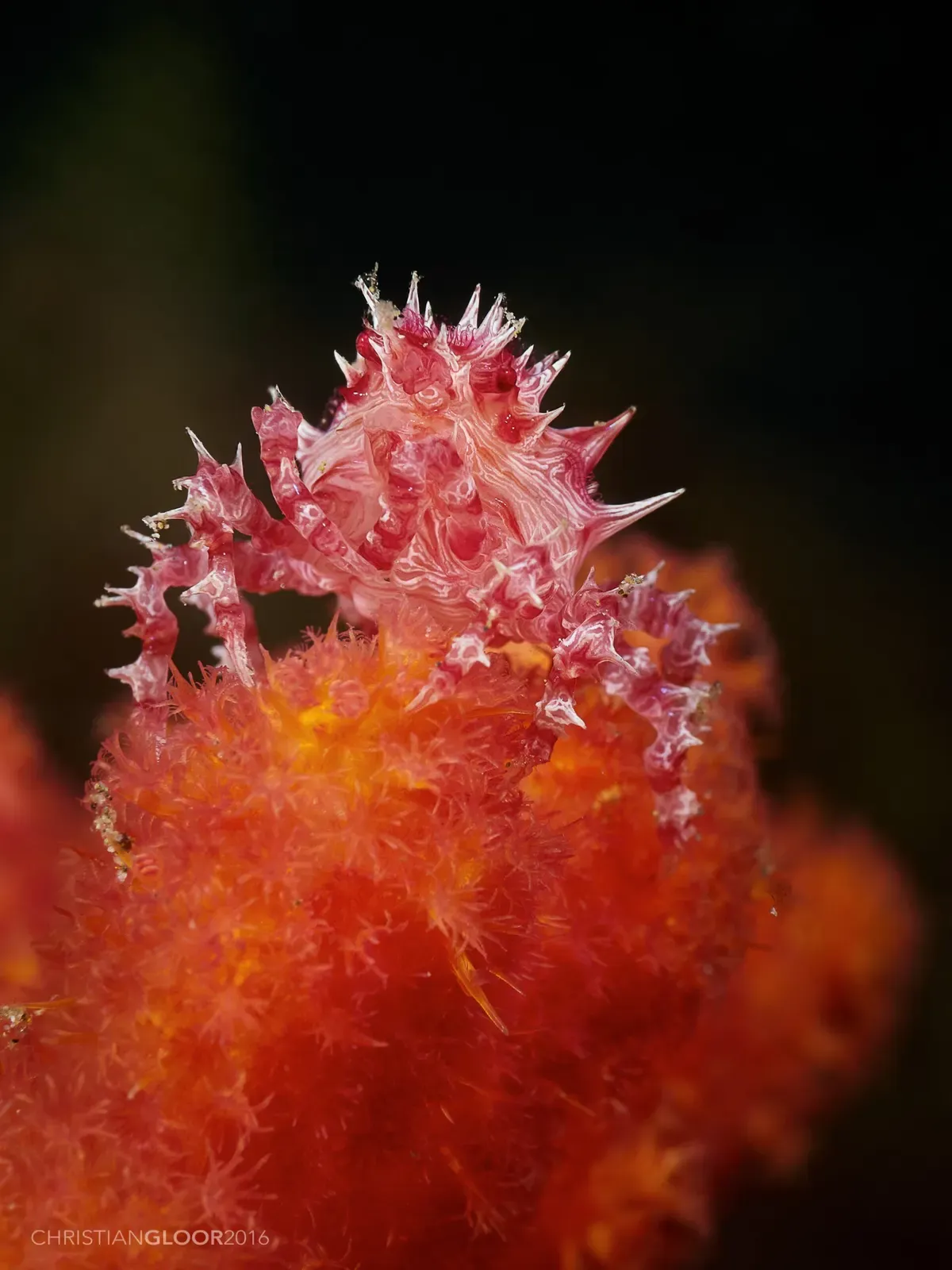A pink and white candy crab clinging to bright red soft coral — Laha 1, Ambon.